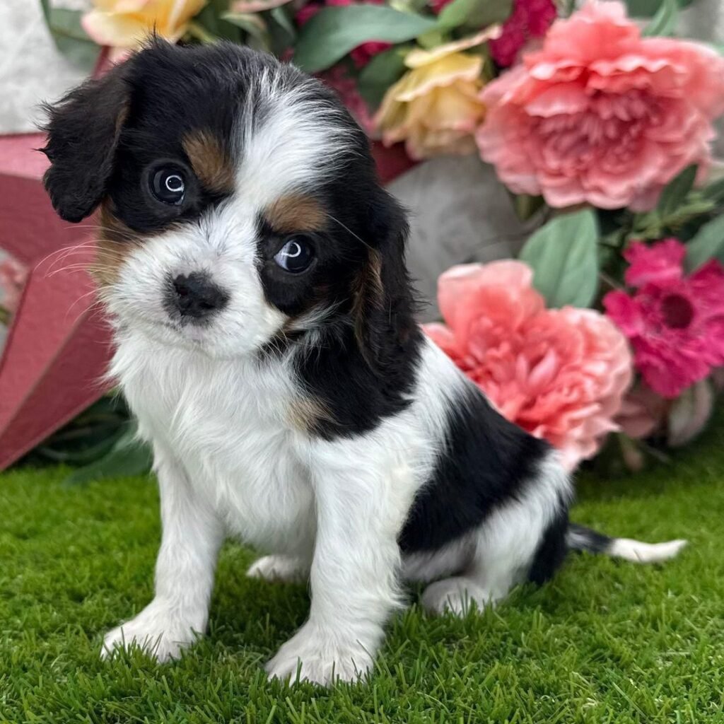 Archie