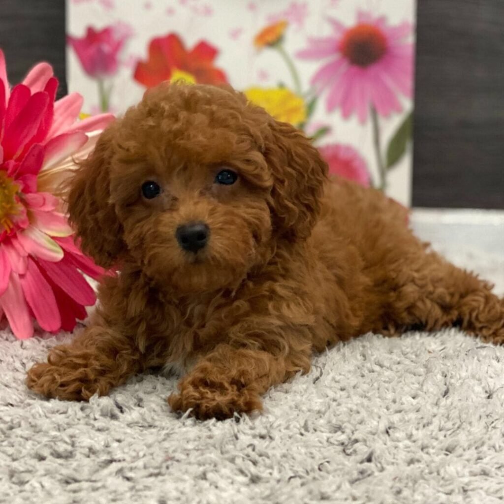 Bella