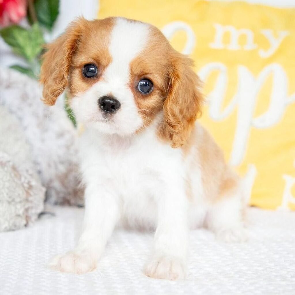 Charlie