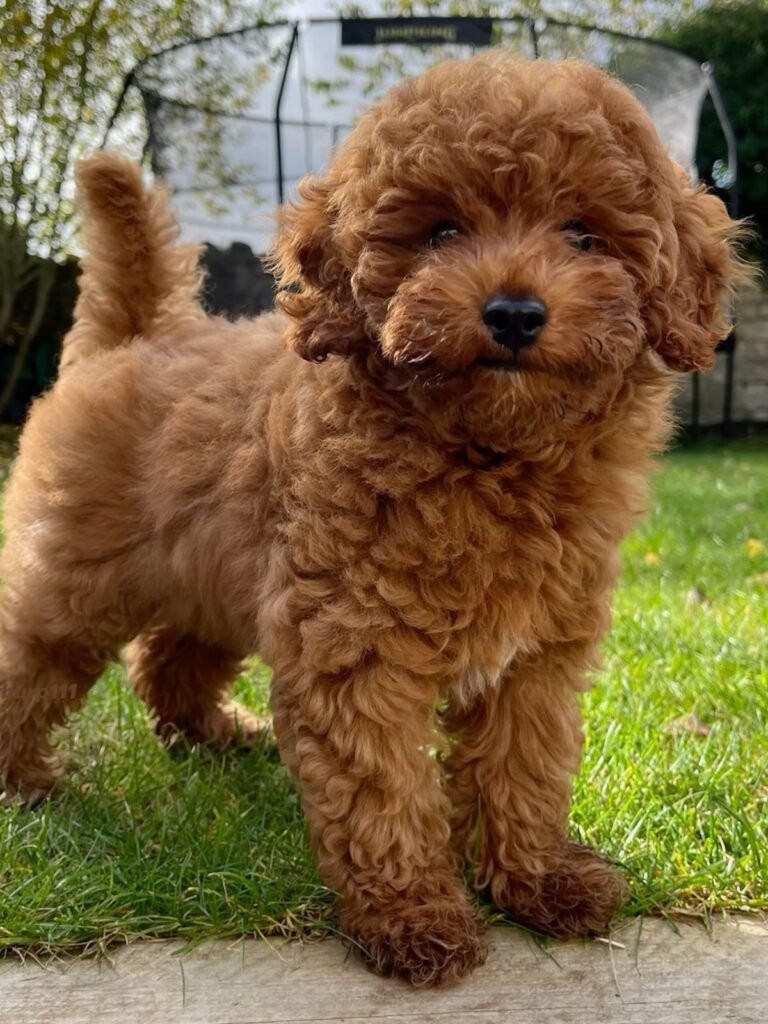 Coco