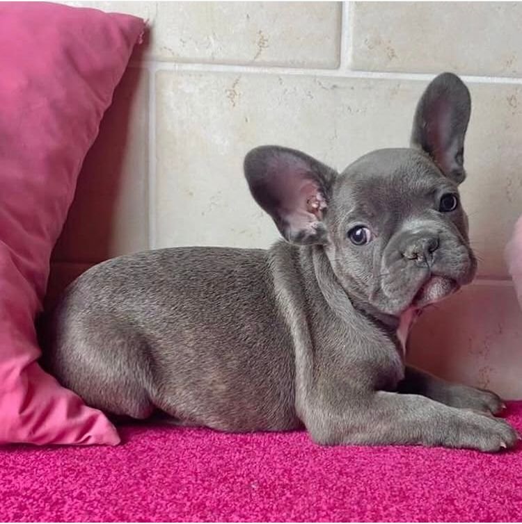 Lola