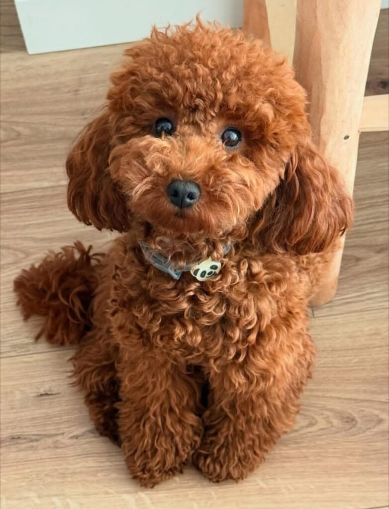 Oliver