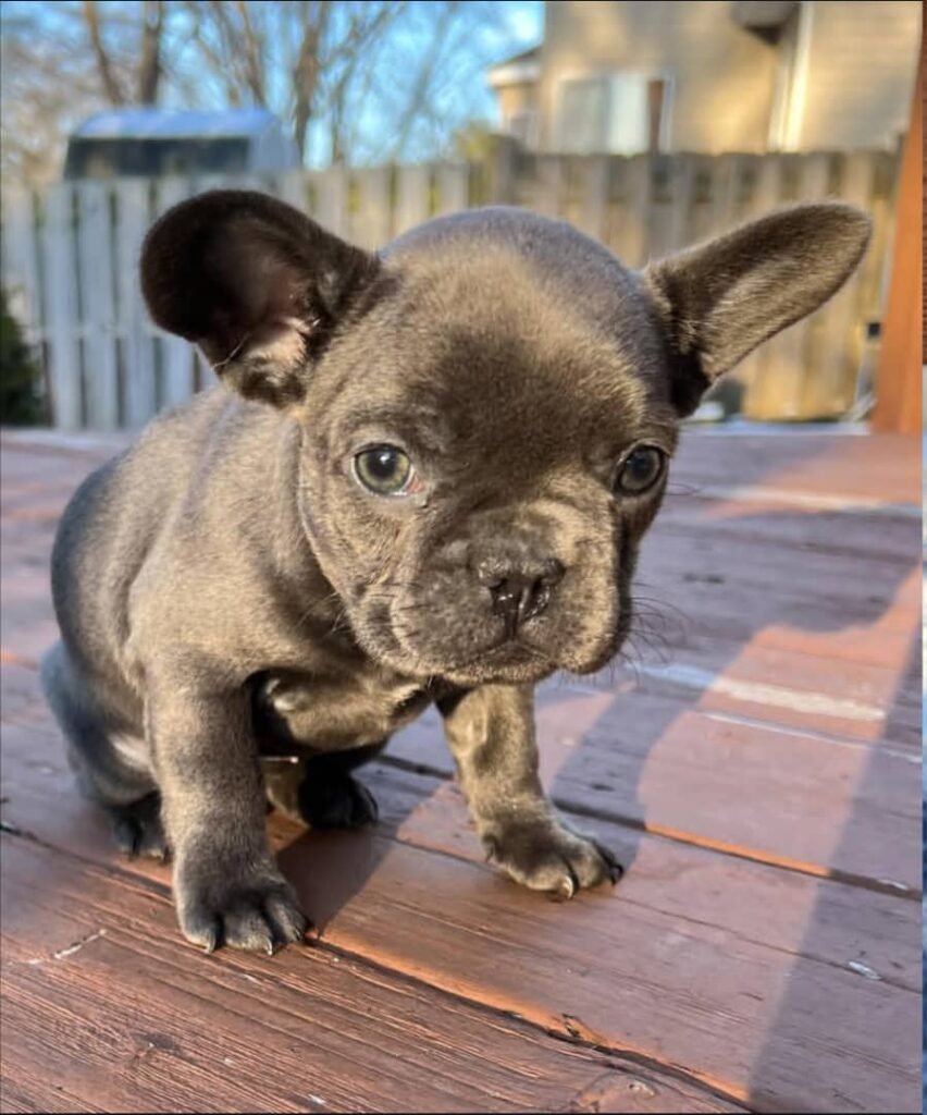 Oscar