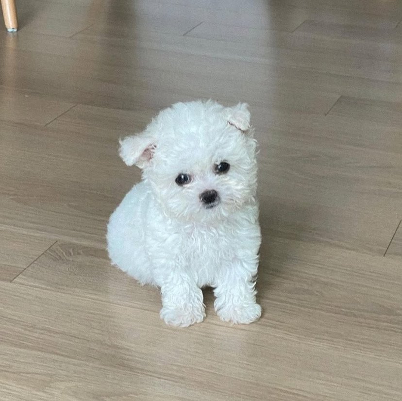 Teddy