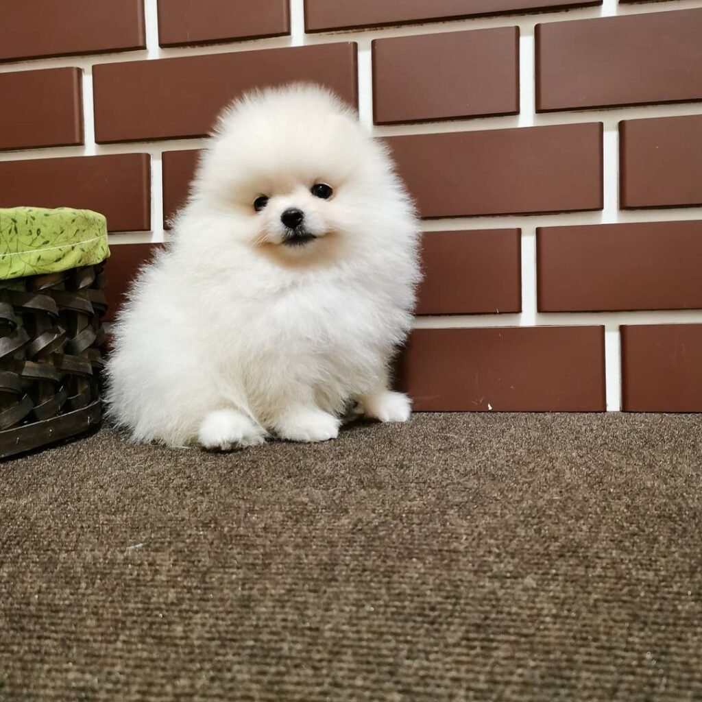 Ziggy
